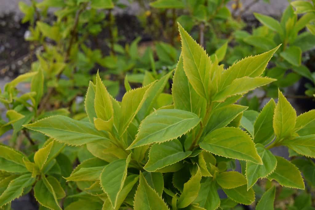Forsythia x intermedia 'Lynwood Variety' 40-60 cm