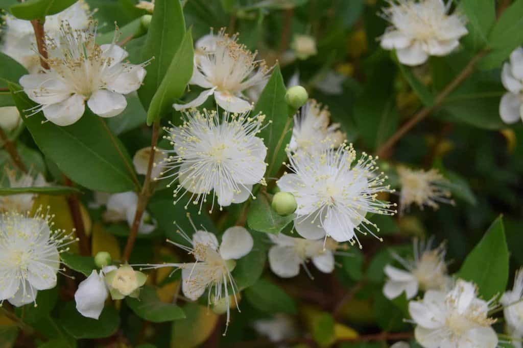 Myrtus communis 60-80 cm