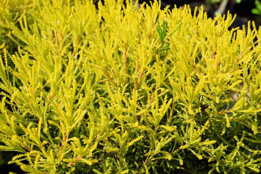 Santolina chamaecyparissus 'Lemon Fizz'