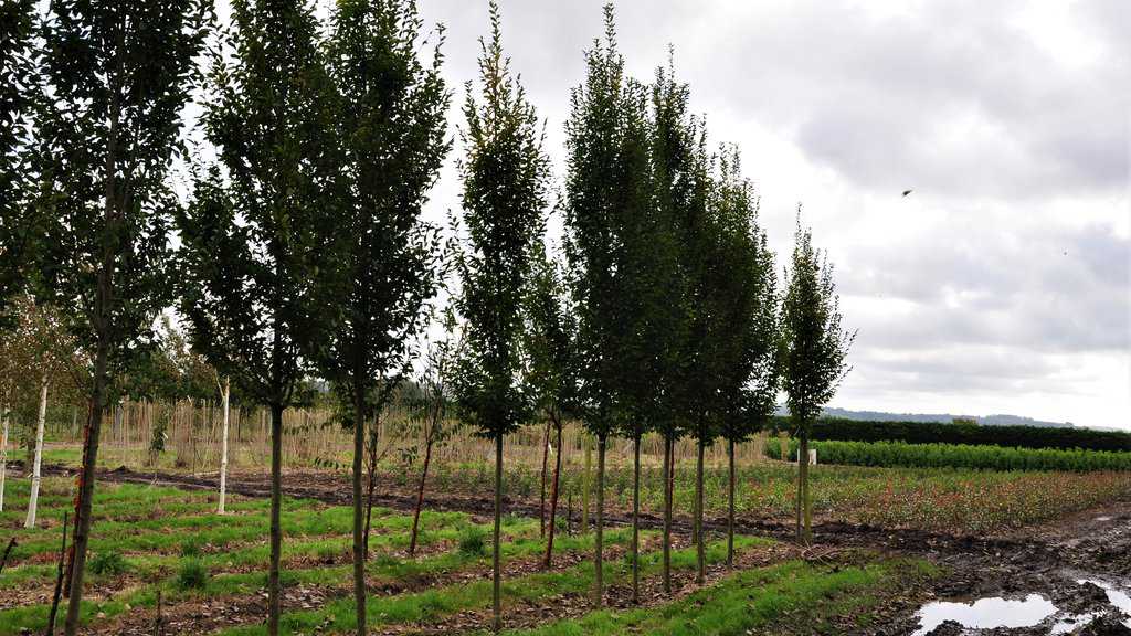 Carpinus betulus 'Fastigiata' 14-16 EHS