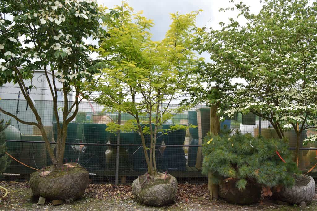 Gleditsia triacanthos 'Sunburst' 175-200 cm