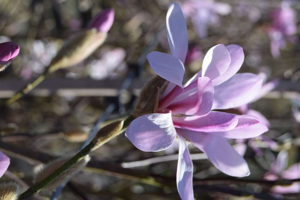 Magnolia x loebneri 'Leonard Messel' 200-250 cm