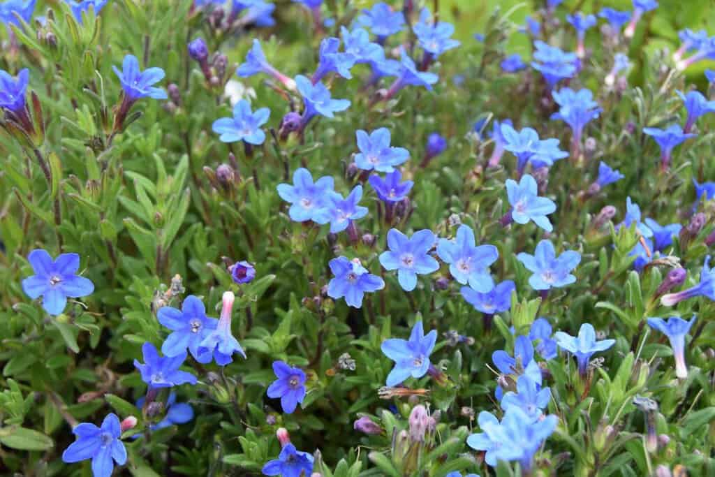 Lithodora diffusa 'Heavenly Blue' ---