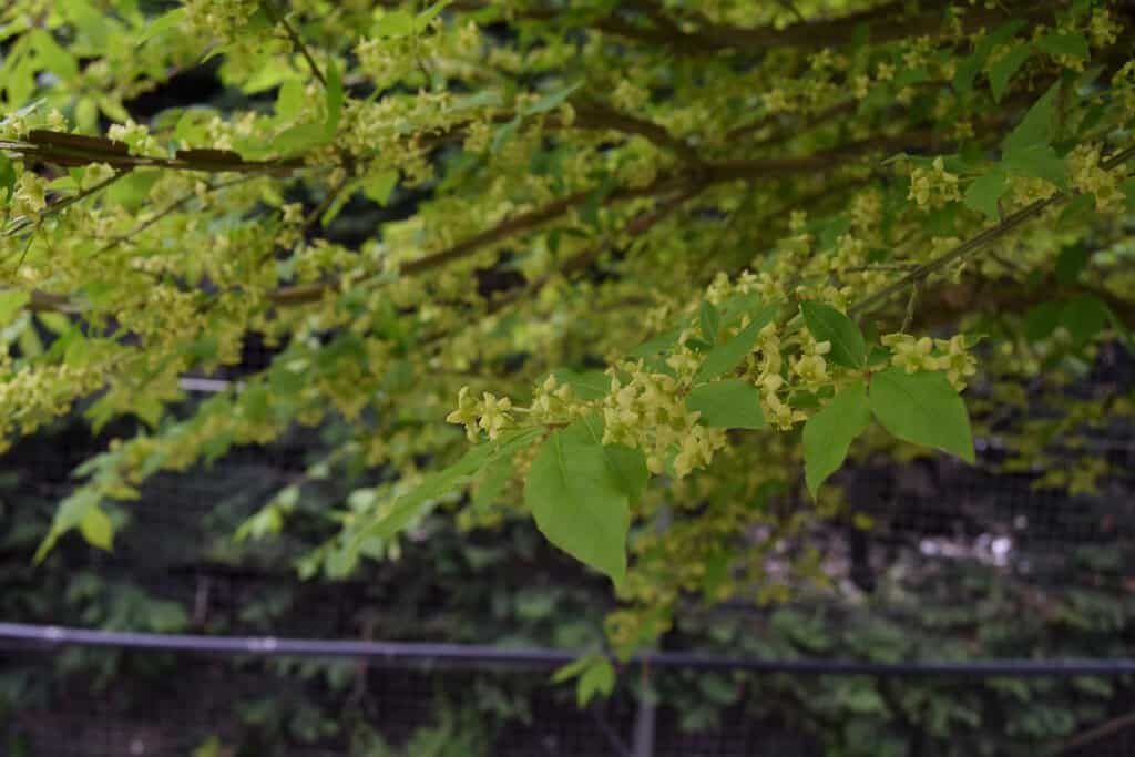 Euonymus alatus 125-150 cm