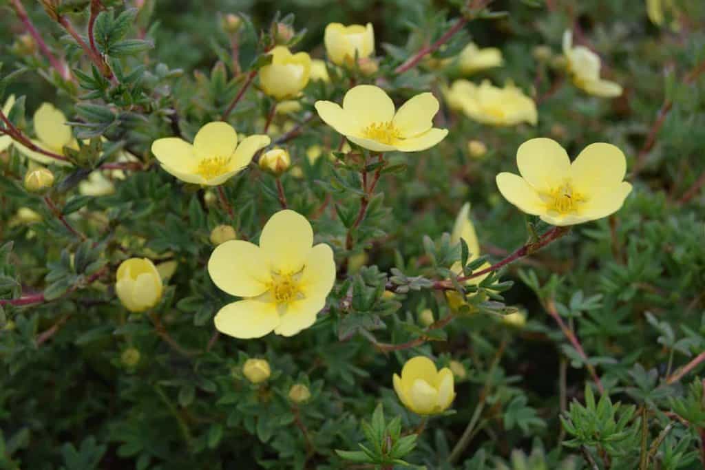 Potentilla fruticosa 'Goldfinger' 40-60 cm