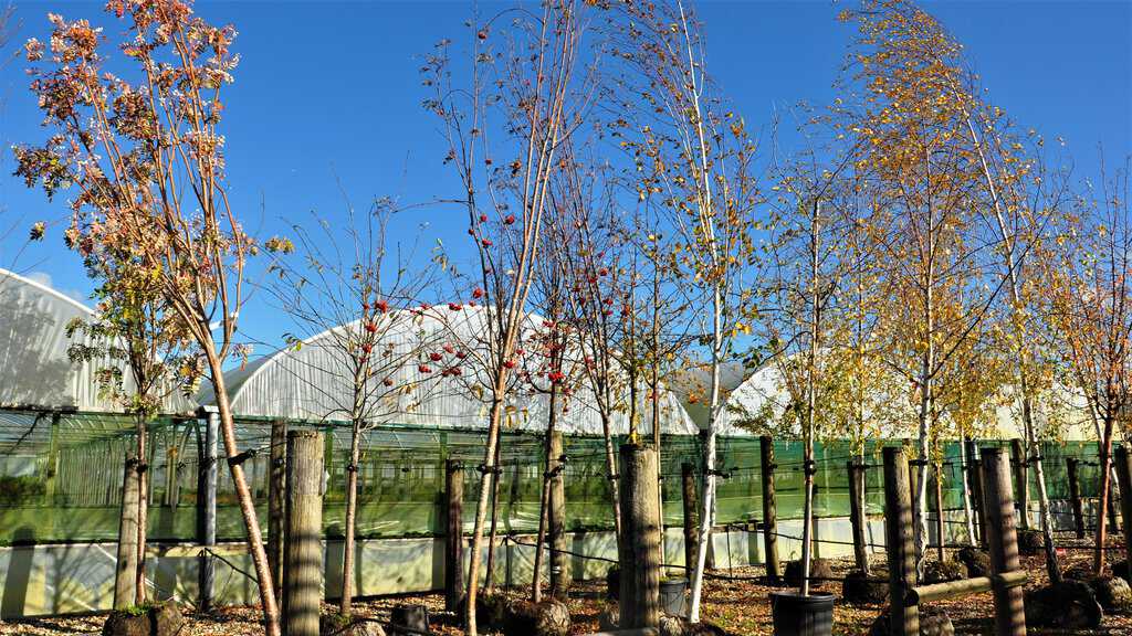 Sorbus aucuparia 'Aspleniifolia' 14-16 EHS