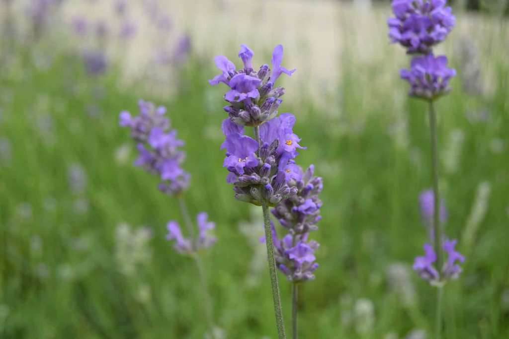 Lavandula angustifolia 'Munstead' 15-20 cm