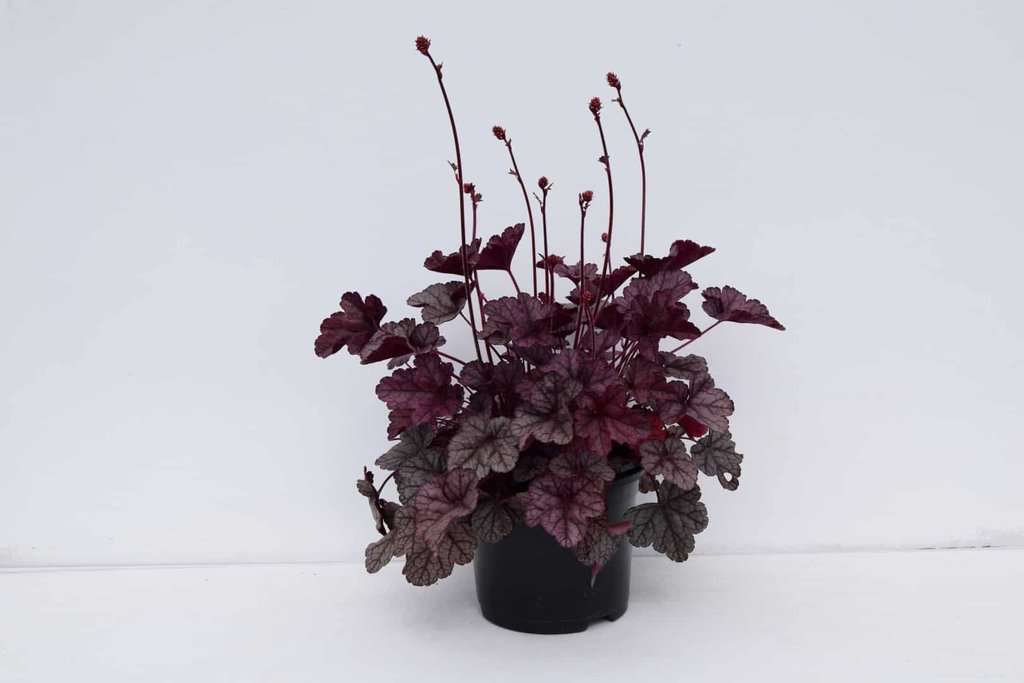 Heuchera 'Silver Scrolls' ® ---