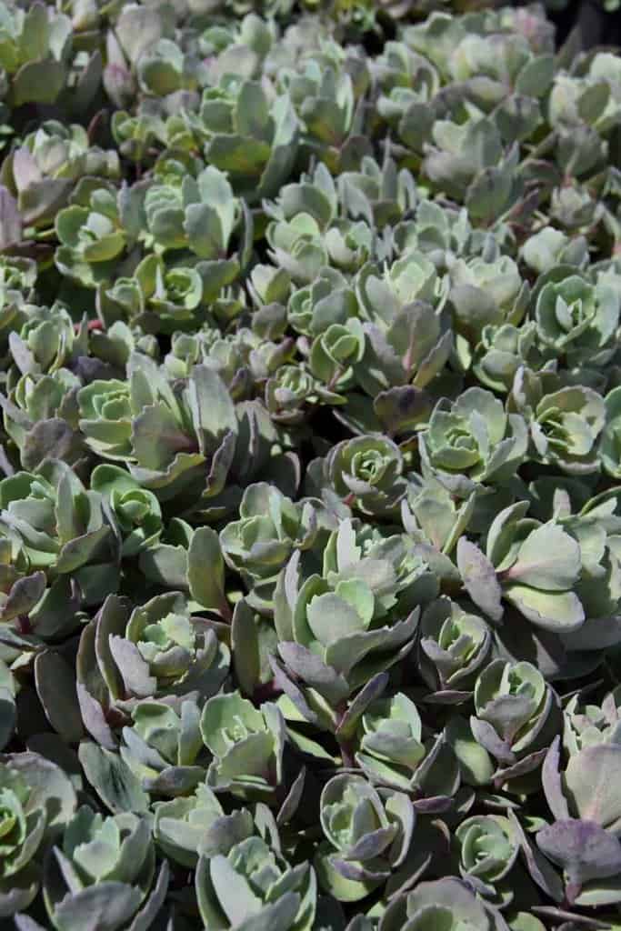 Sedum 'Ruby Glow' ---
