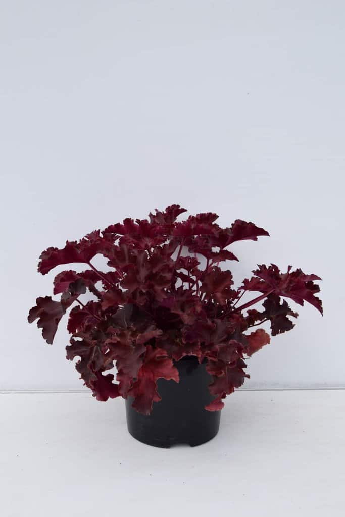 Heuchera 'Chocolate Ruffles' ® ---