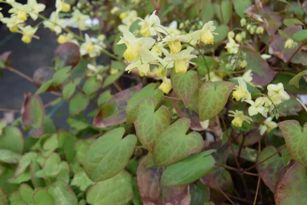 Epimedium x versicolor 'Sulphureum'
