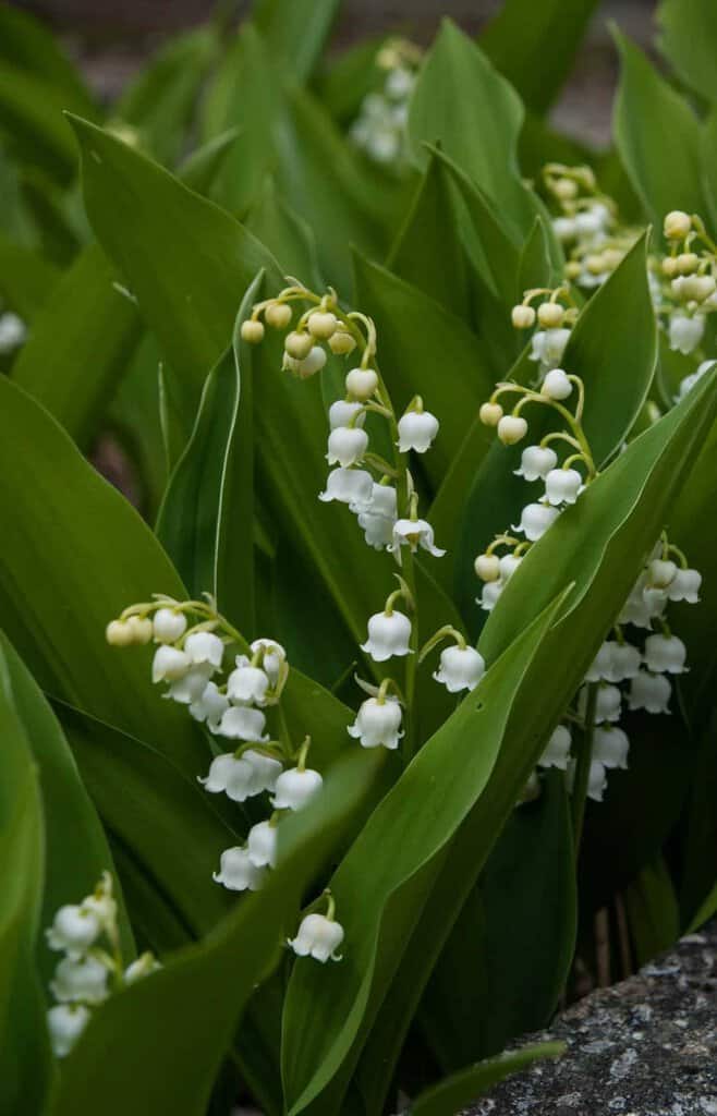 Convallaria majalis ---