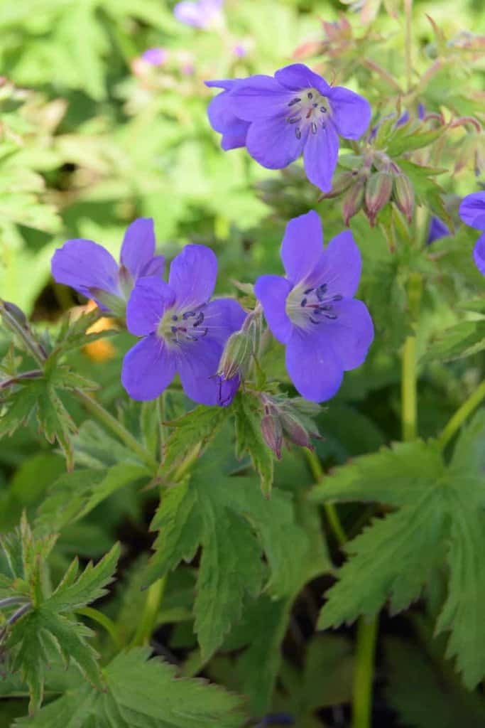 Geranium sylvaticum 'Mayflower' ---