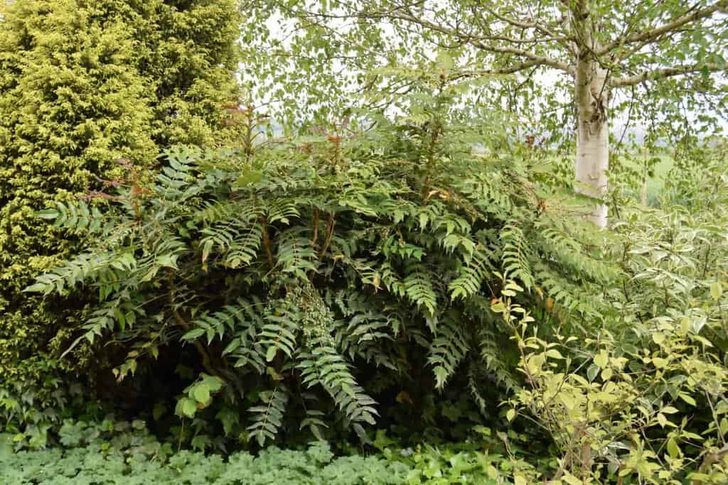 Mahonia x media 'Charity' 40-60 cm