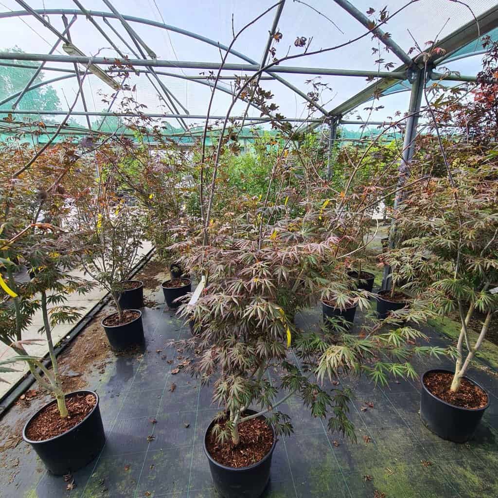 Acer palmatum 'Trompenburg' 175-200 cm