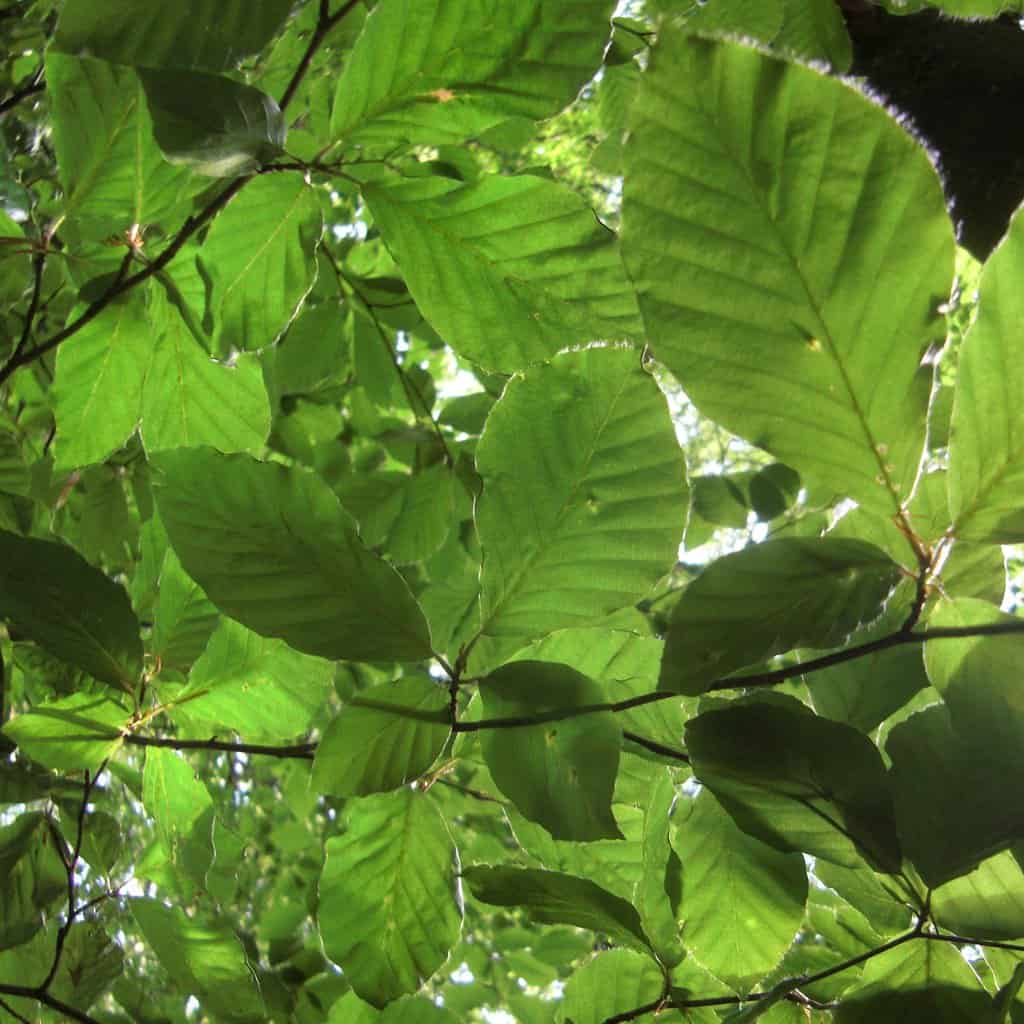 Fagus sylvatica