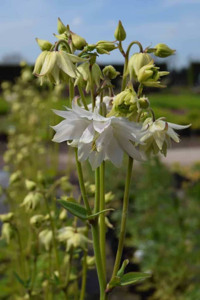 Aquilegia vulgaris var. stellata 'White Barlow'