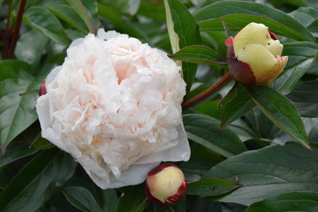 Paeonia lactiflora 'Festiva Maxima'