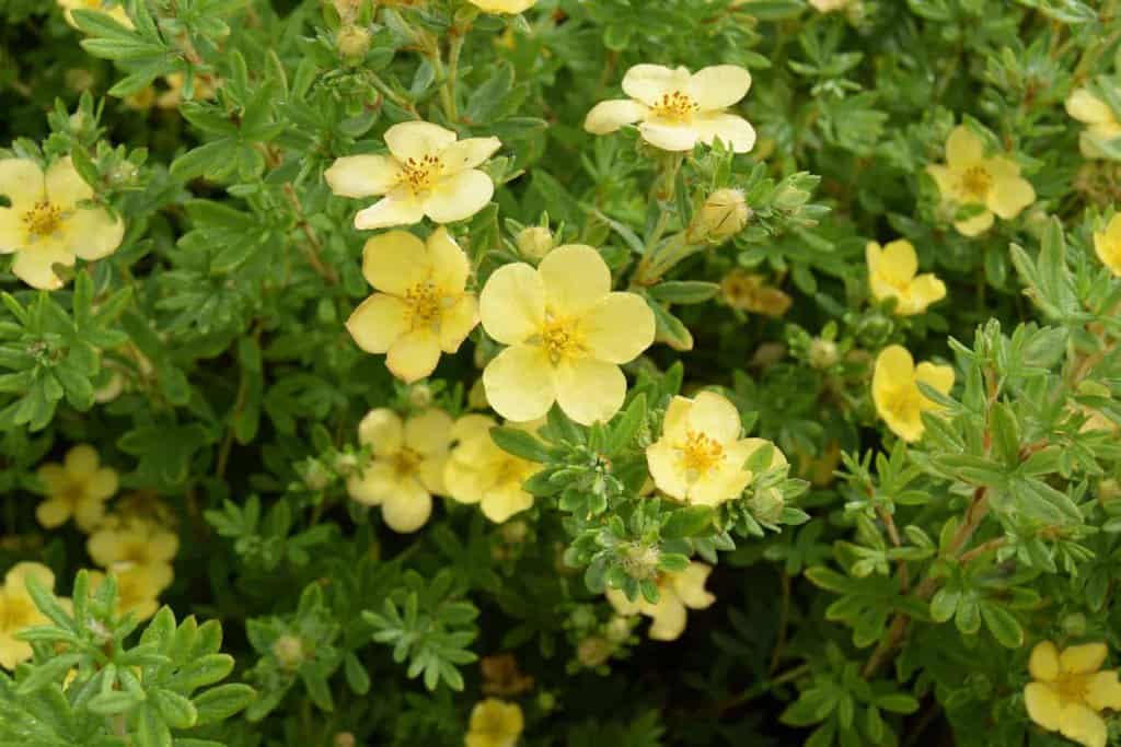 Potentilla fruticosa 'Katherine Dykes' 20-30 cm