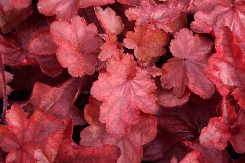 Heuchera 'Fire Chief' ® ---
