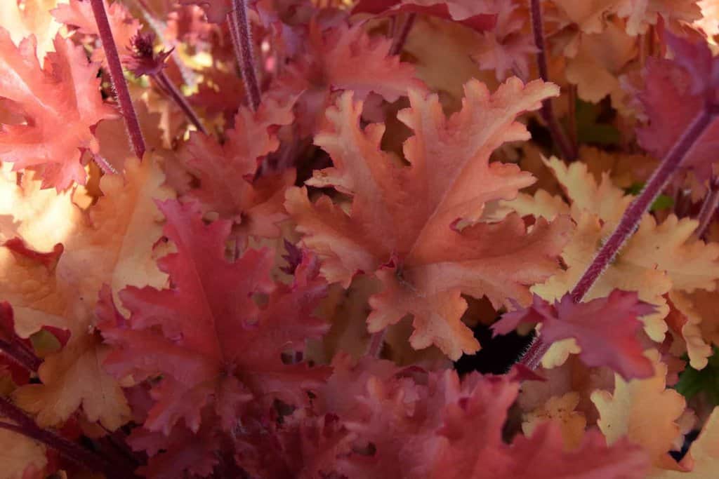 Heuchera 'Marmalade' ®