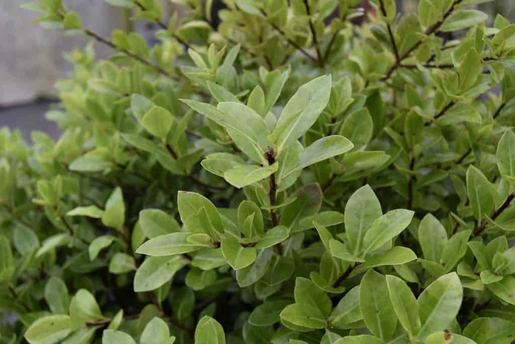 Pittosporum tenuifolium 'Golf Ball' 40-50 cm