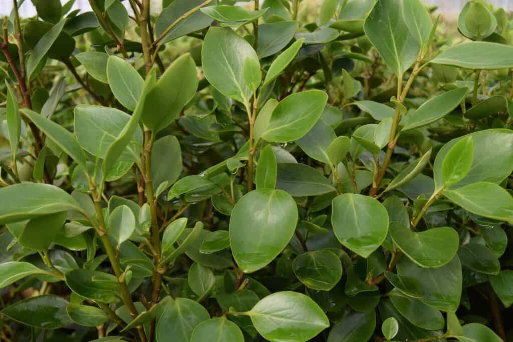 Griselinia littoralis