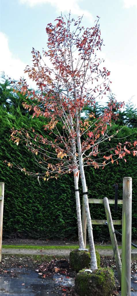 Prunus avium 'Plena' 12-14 HS