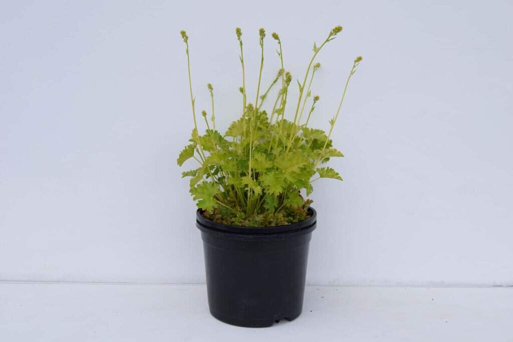 Heuchera 'Apple Crisp' ® ---