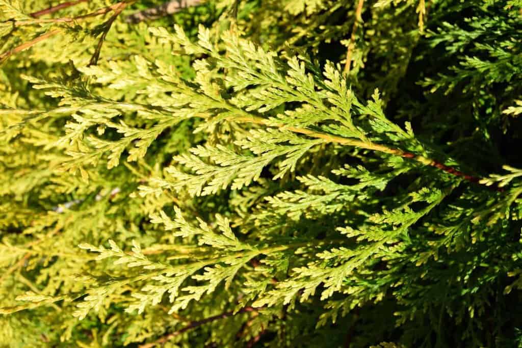 x Cuprocyparis leylandii 'Castlewellan' 100-125 cm