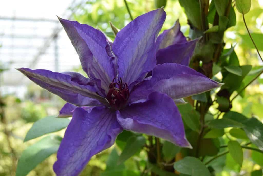 Clematis 'The President'