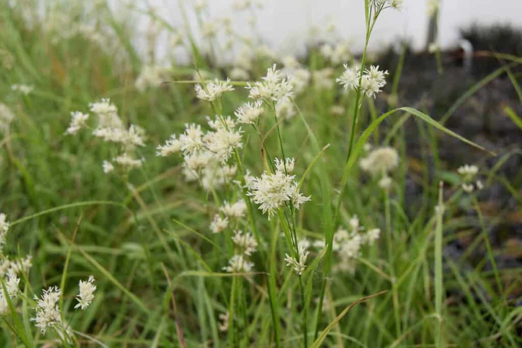Luzula nivea
