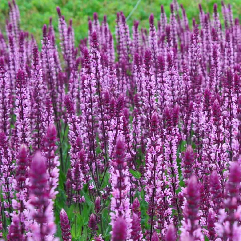 Salvia nemorosa 'Caradonna Pink' ---