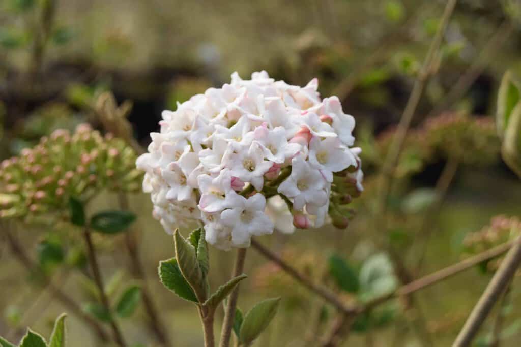 Viburnum x burkwoodii 'Anne Russell'