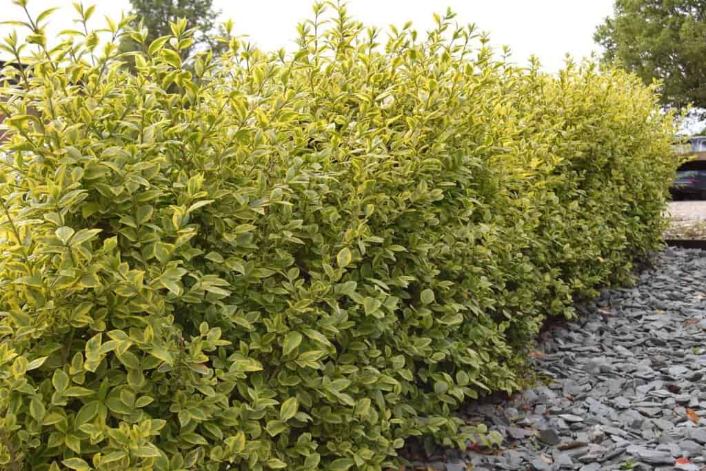 Ligustrum ovalifolium 'Aureum' 80-100 cm