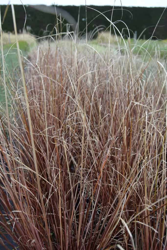 Carex buchananii ---
