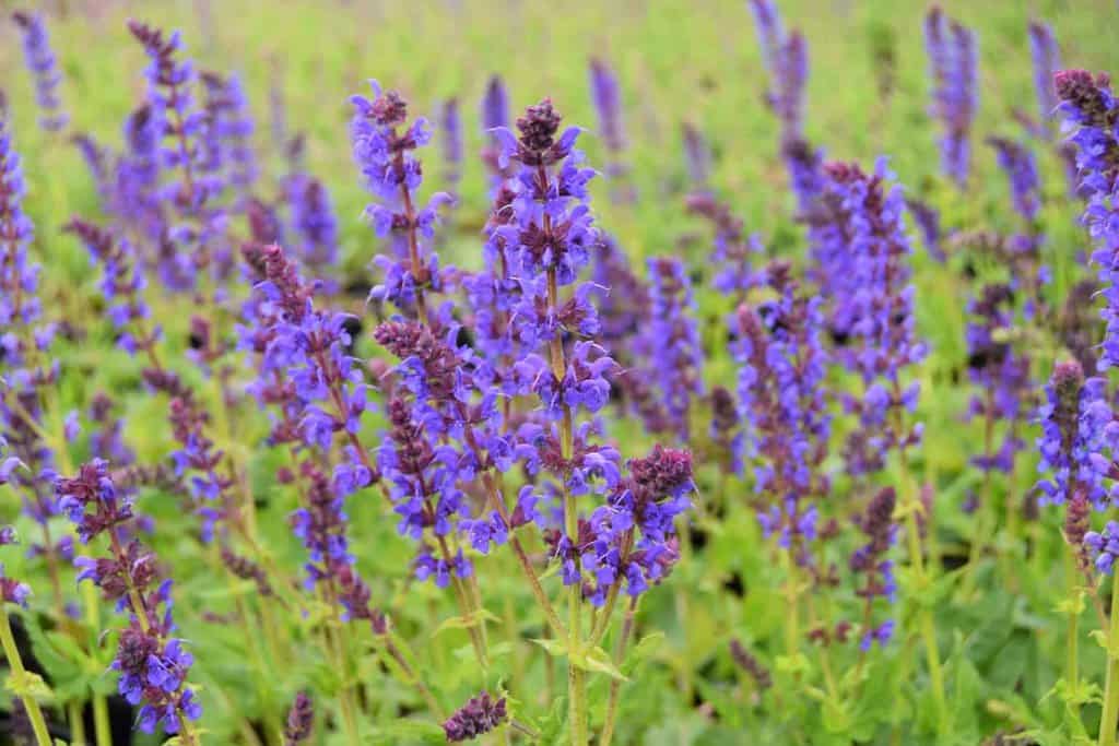 Salvia x sylvestris 'Mainacht'