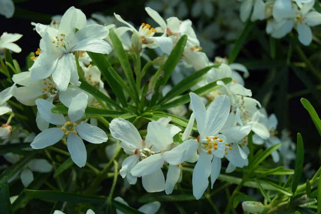 Choisya x dewitteana 'Aztec Pearl' 20-30 cm