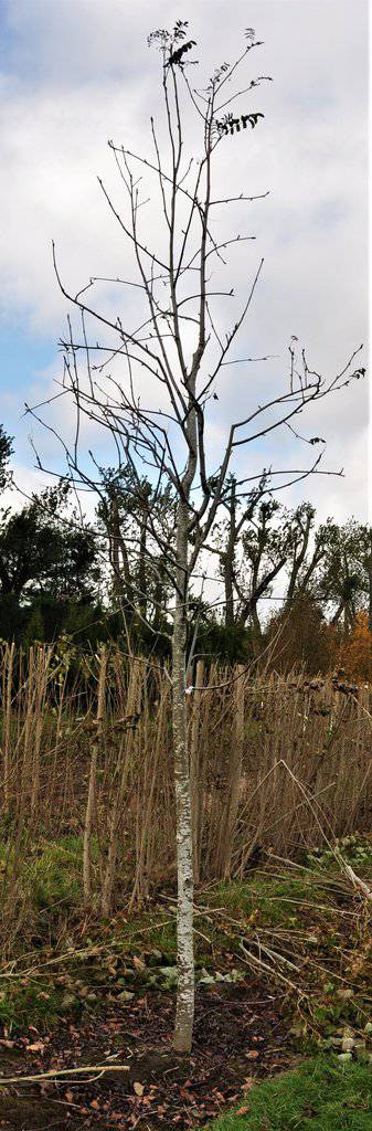 Sorbus aucuparia 12-14 HS