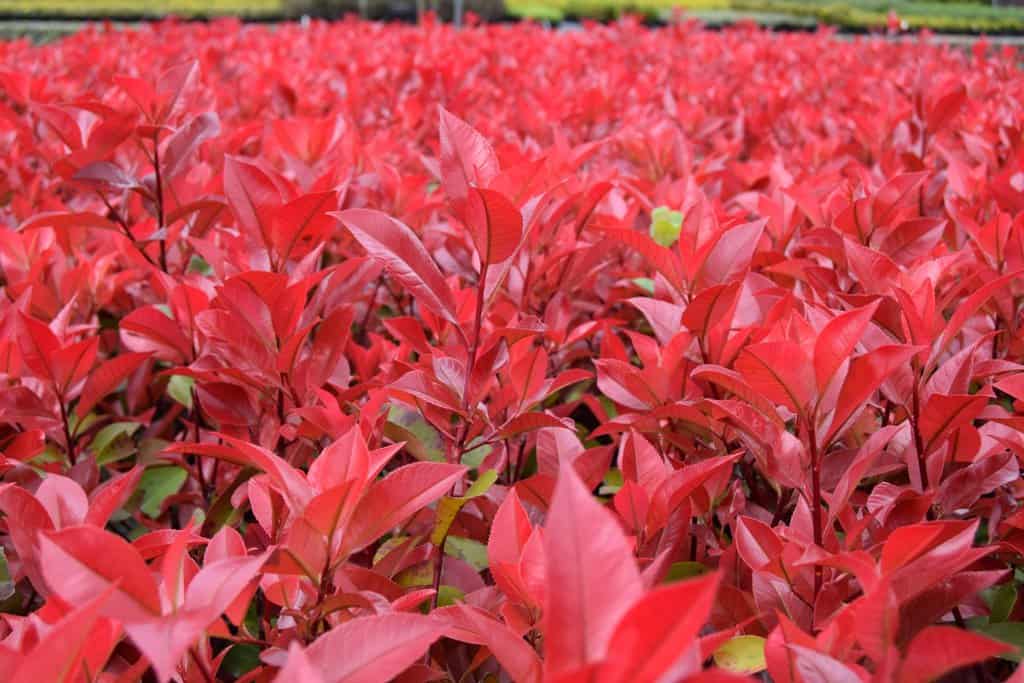 Photinia x fraseri 'Red Robin' 100-125 cm