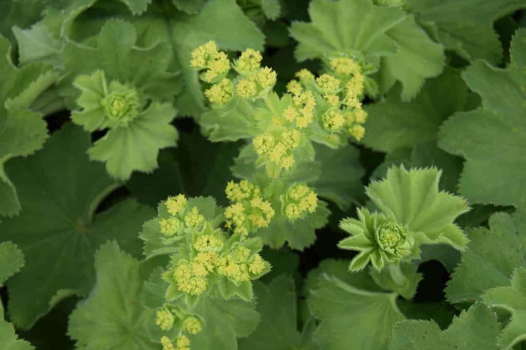 Alchemilla mollis ---