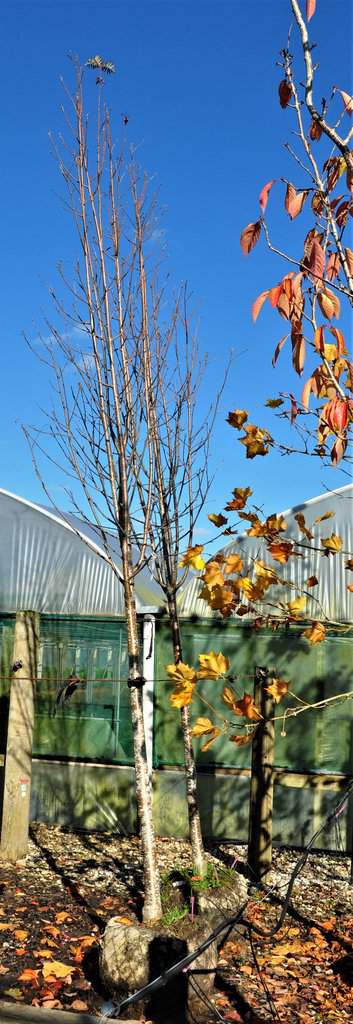 Sorbus aucuparia 'Sheerwater Seedling' 12-14 HS