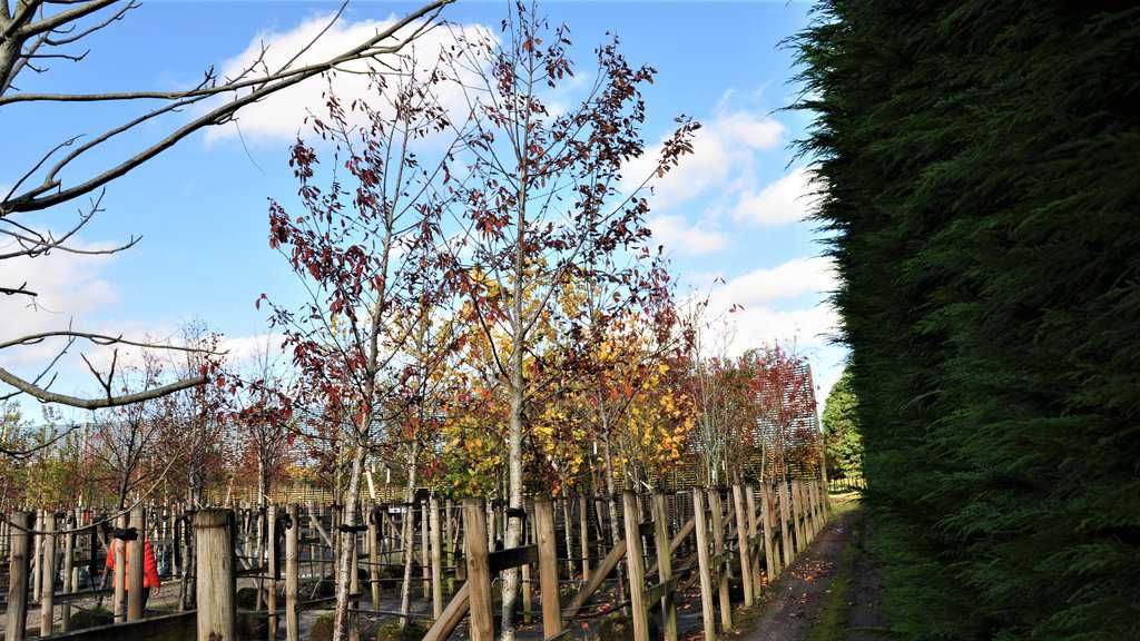 Prunus avium 'Plena' 12-14 HS