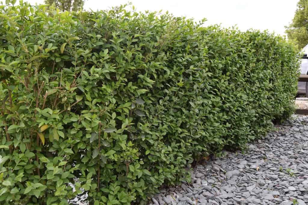 Ligustrum ovalifolium 80-100 cm