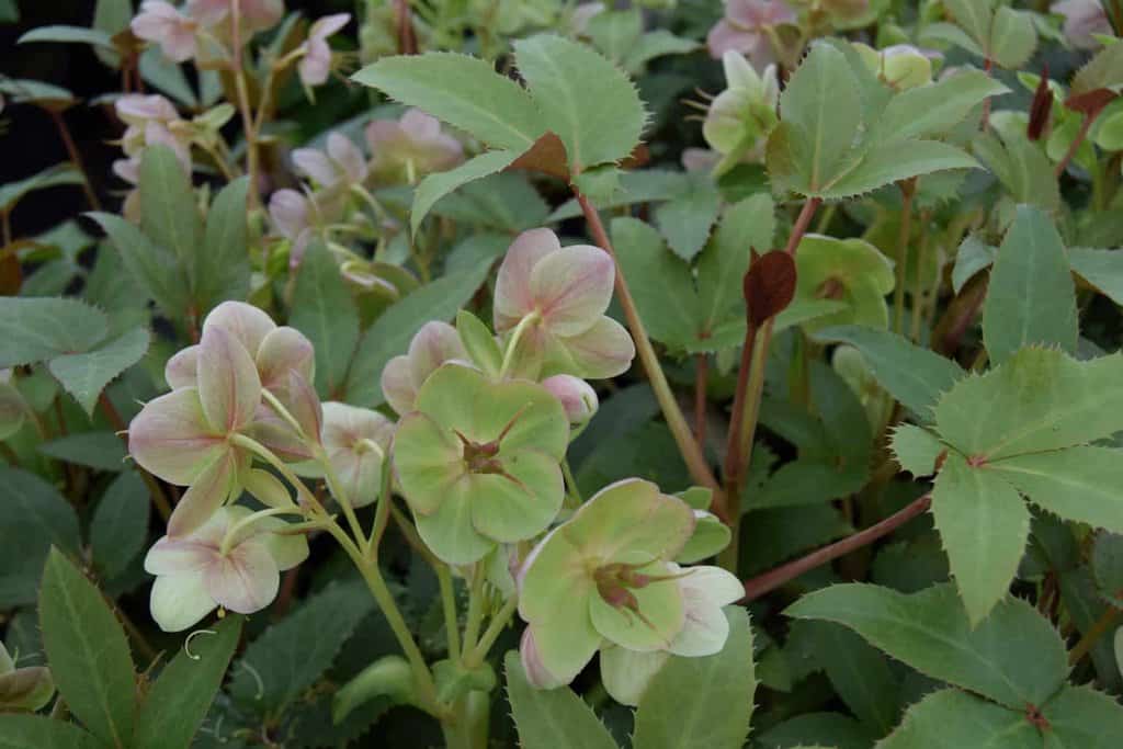 Helleborus x sternii