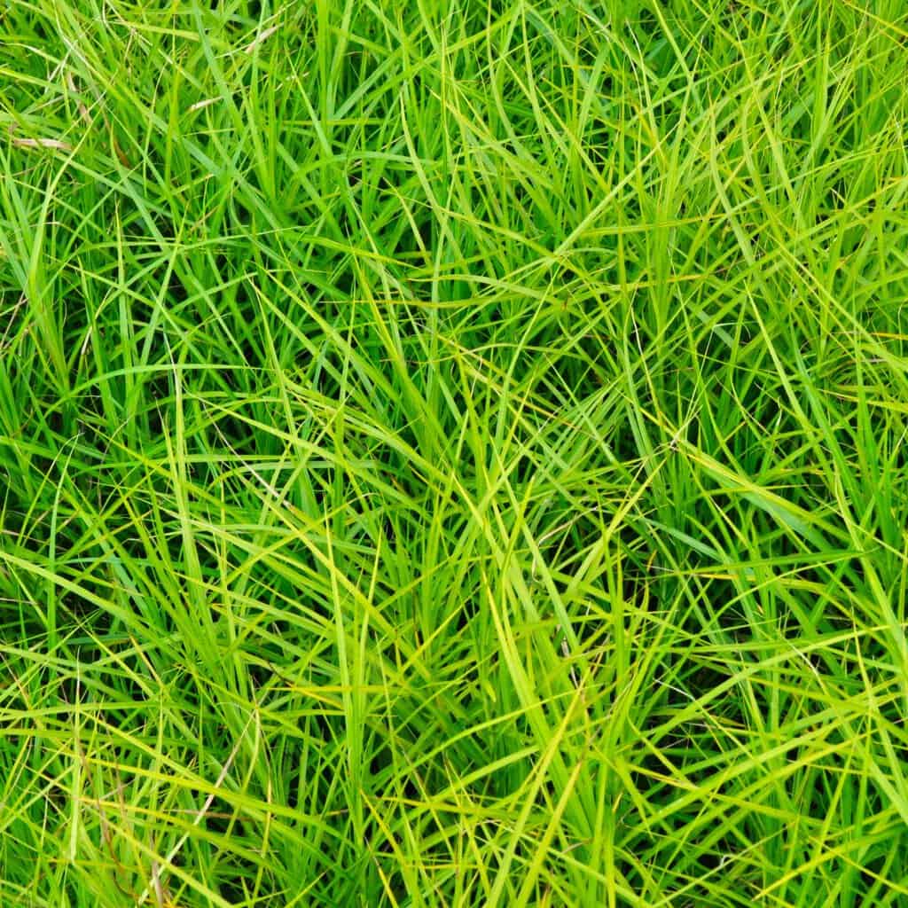 Carex muskingumensis