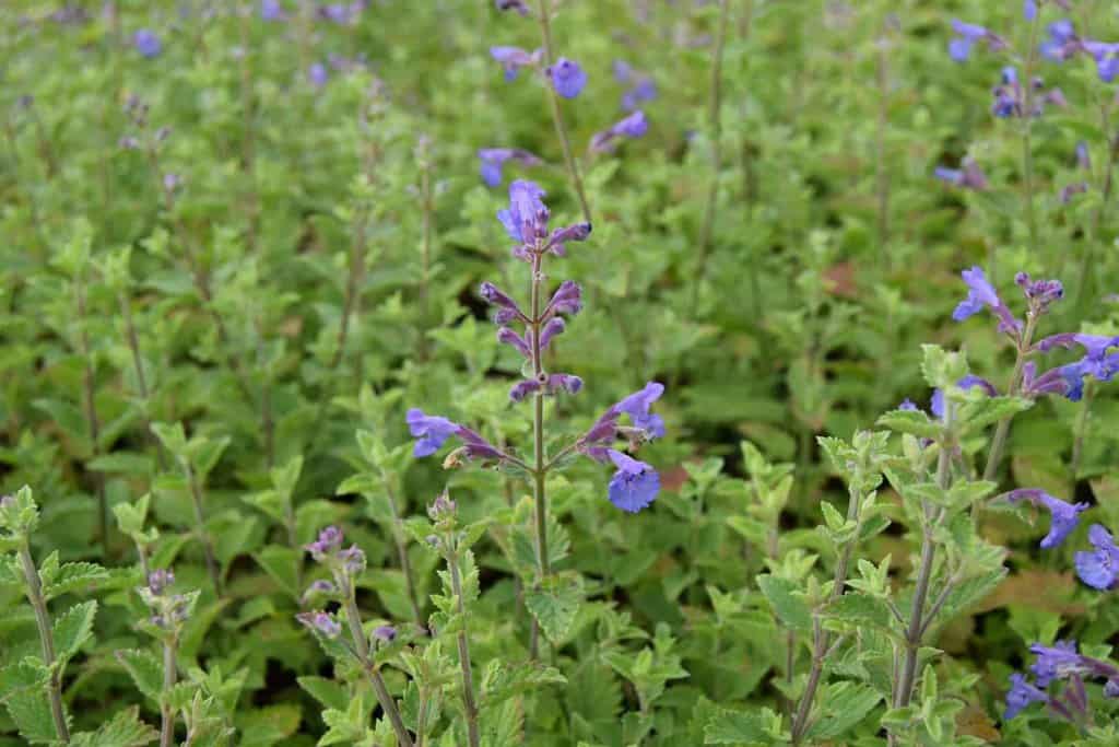 Nepeta x faassenii 'Kit Kat' ---