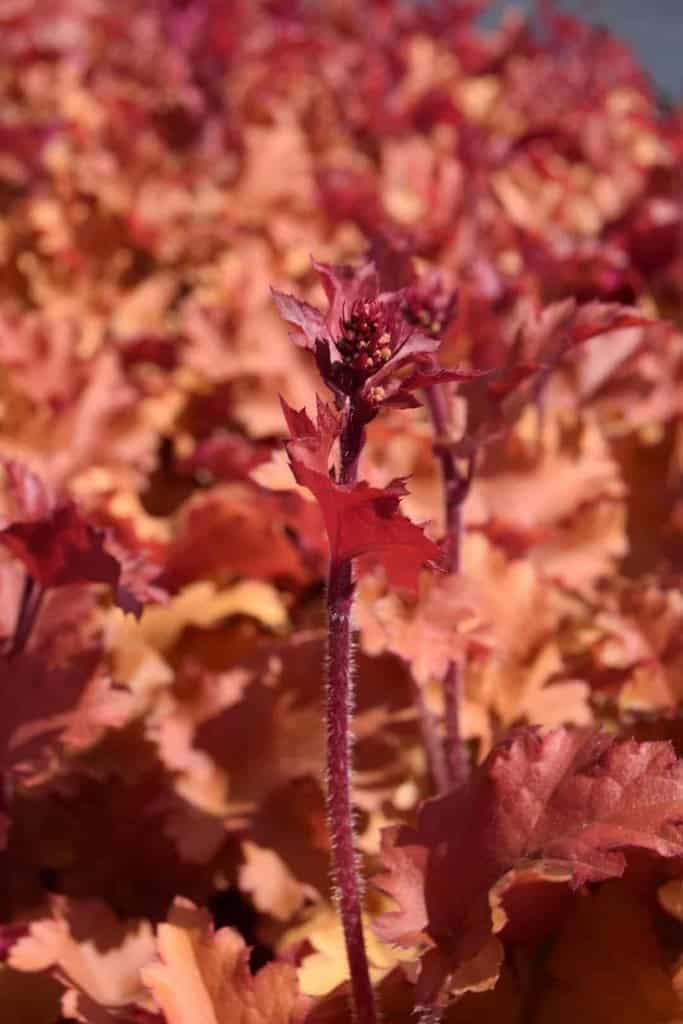 Heuchera 'Marmalade' ® ---