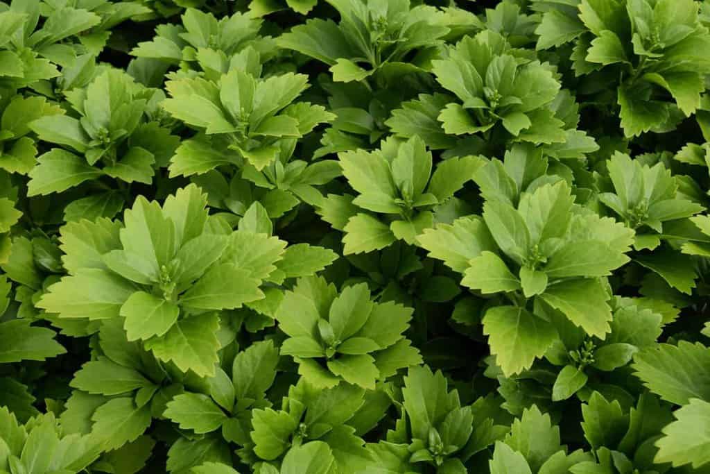 Pachysandra terminalis ---