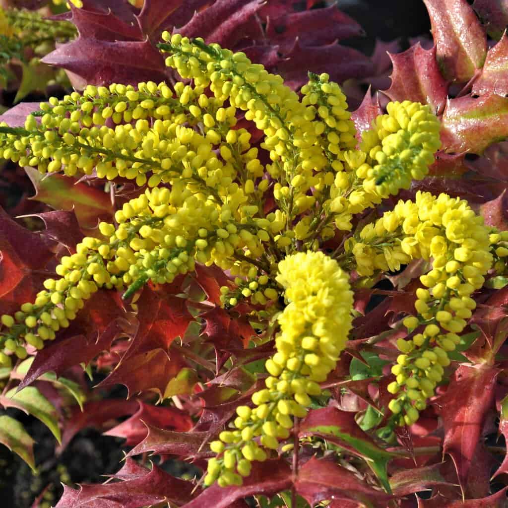 Mahonia x media 'Winter Sun' 30-40 cm